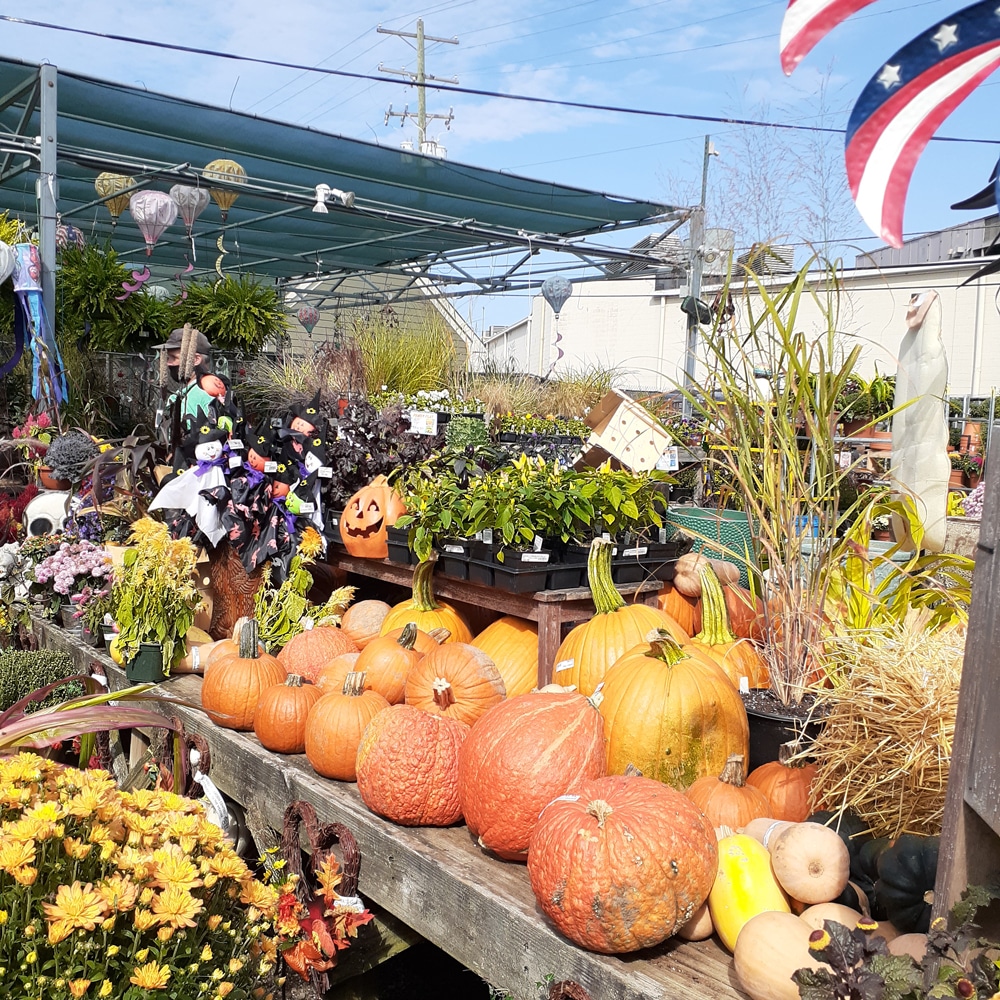 Pumpkins | Strader's Garden Center