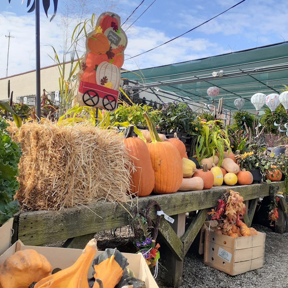 Pumpkins | Strader's Garden Center
