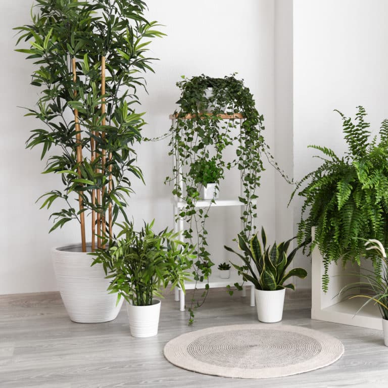 Indoor Plants Strader's Garden Centers