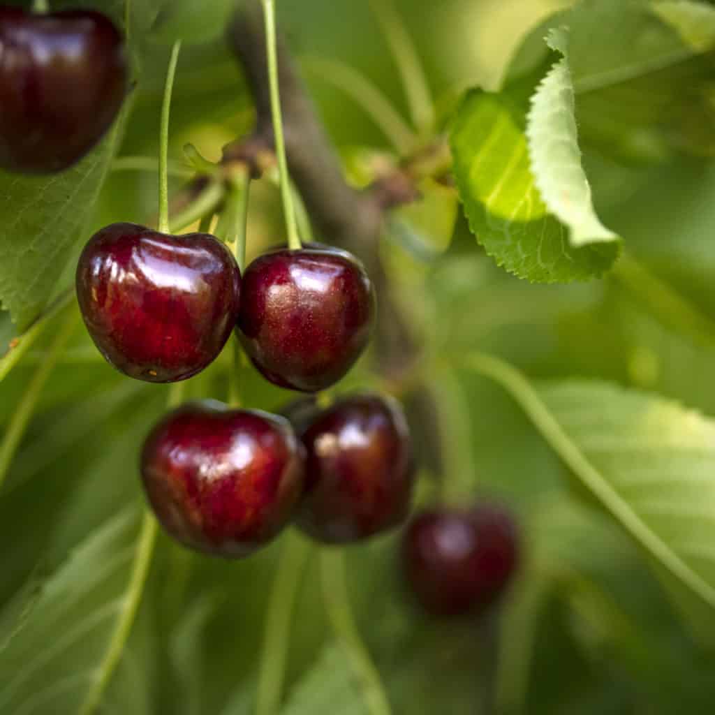 Buy fruit trees ohio