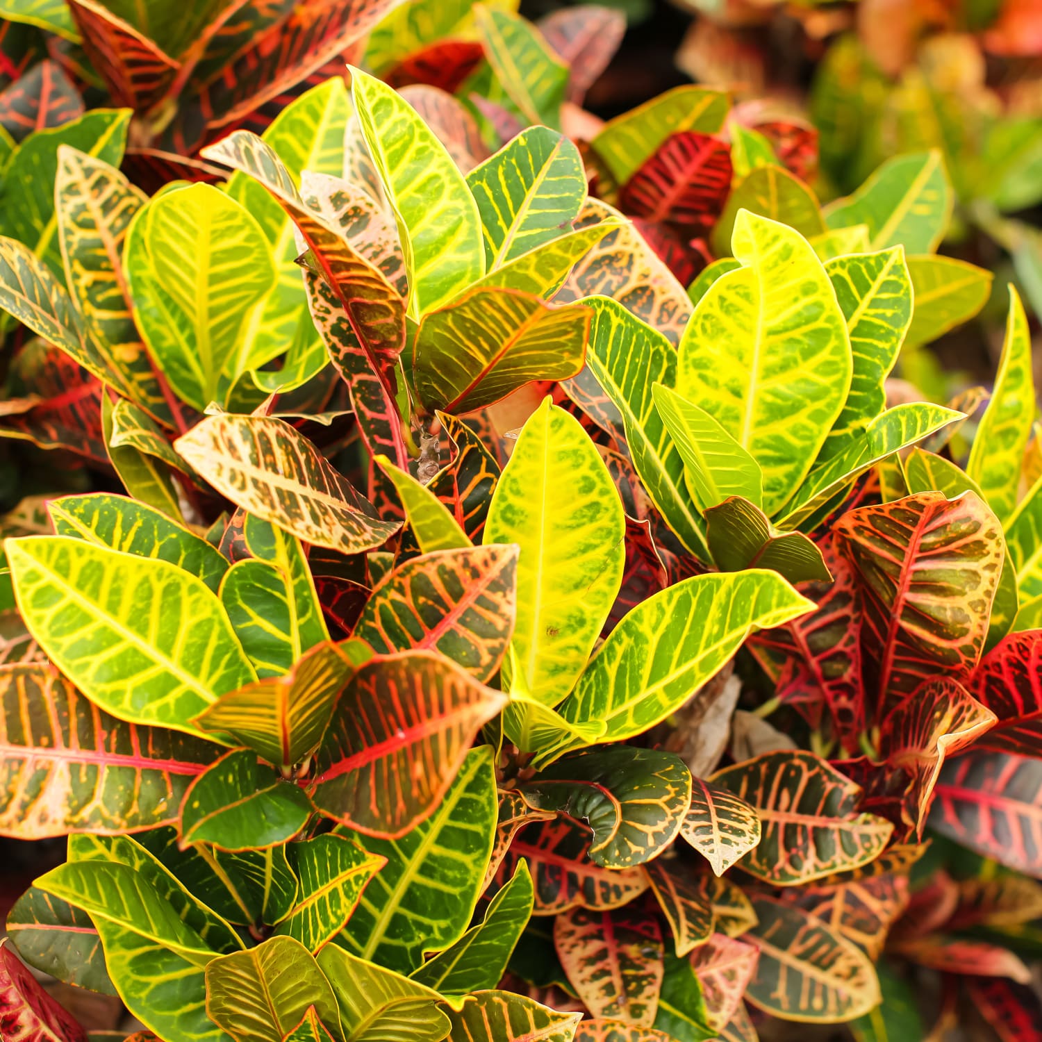 High Light Plants Strader's Garden Centers