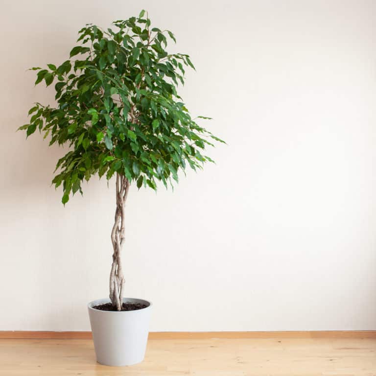 High Light Plants Strader's Garden Centers