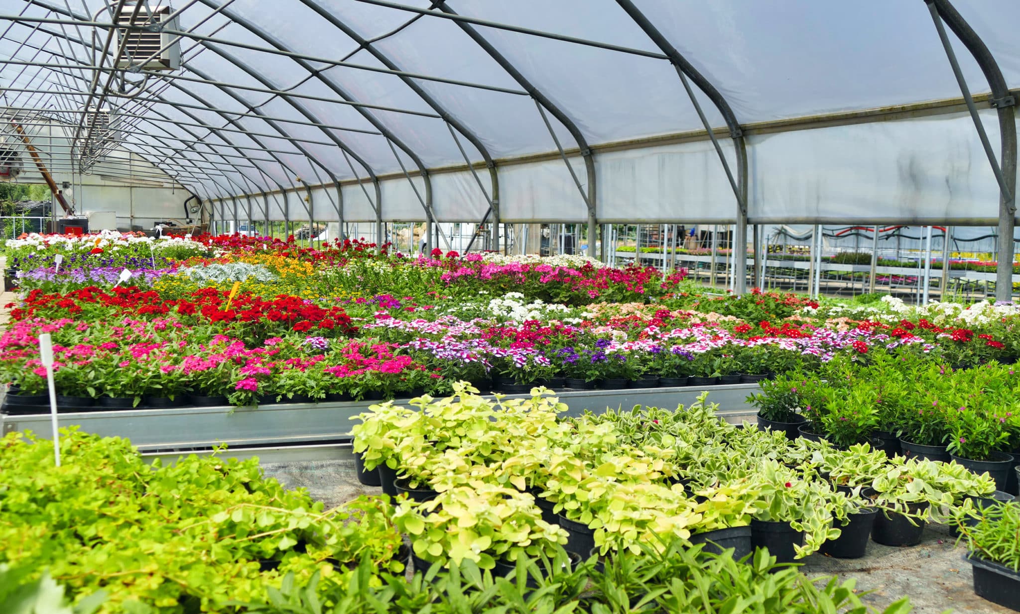 greenhouse Strader�s Garden Centers