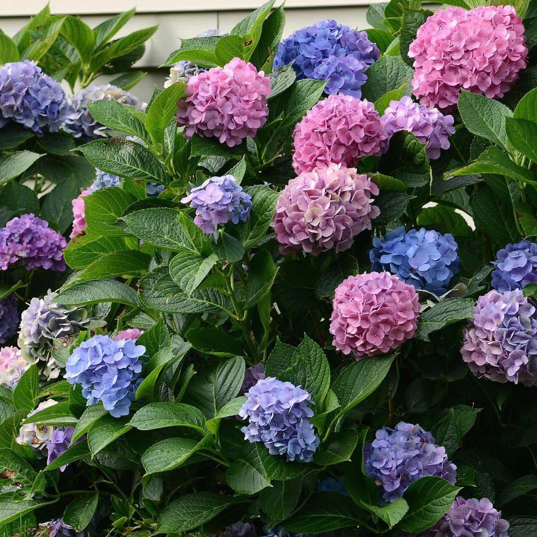 Hydrangeas | Strader's Garden Centers