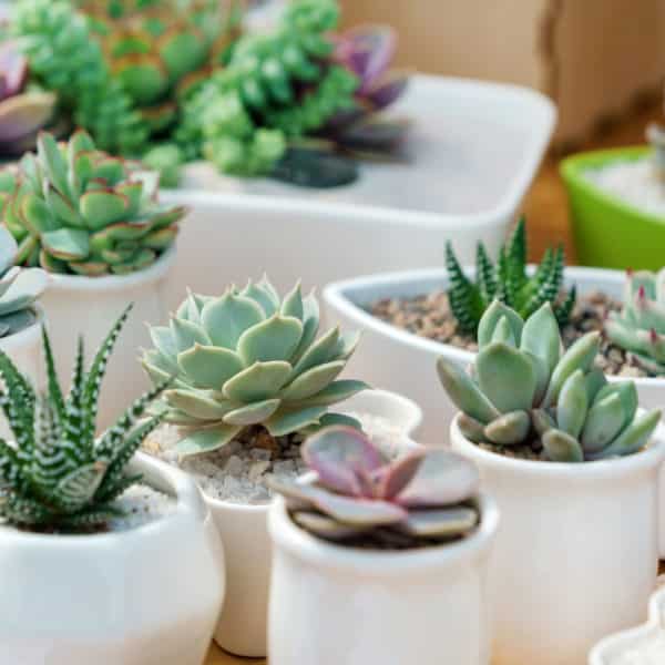 High Light Plants Strader's Garden Centers