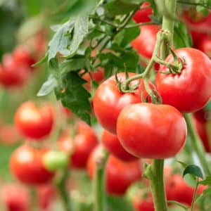 Tomatoes