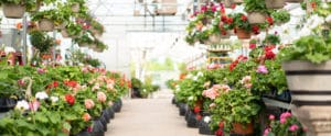 Grove City Location | Strader's Garden Center