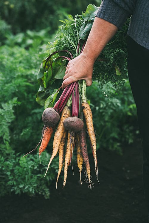 Carrots | Strader's Garden Center