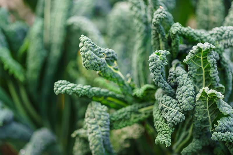 Kale Leaves | Strader's Garden Center