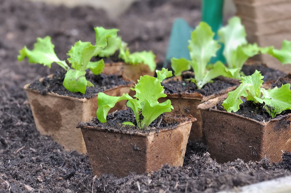 Lettuce Seedling | Strader's Garden Center