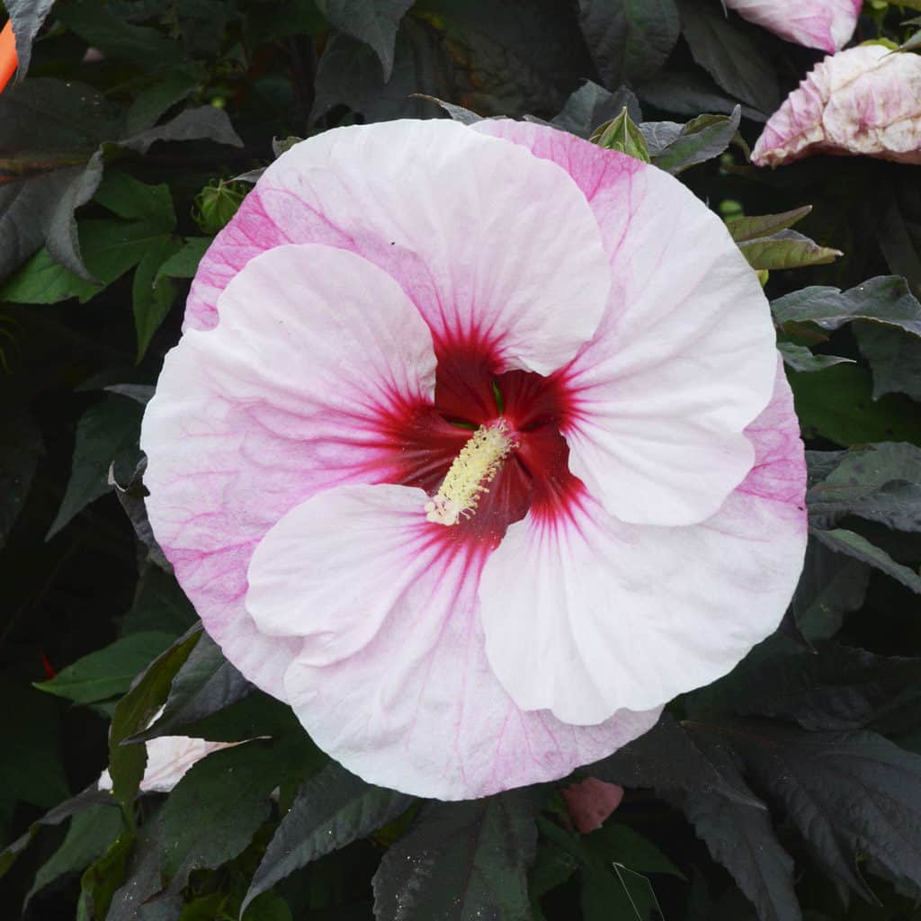Summerific Perfect Storm Hibiscus | Strader's Garden Center