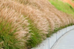 Miscanthus Adagio | Strader's Garden Center