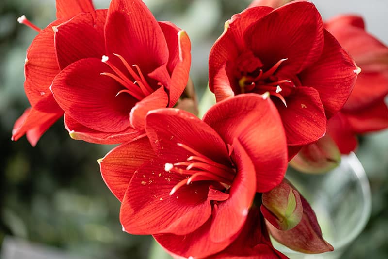Red Amaryllis | Strader's Garden Center