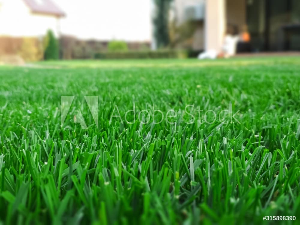 Green Grass