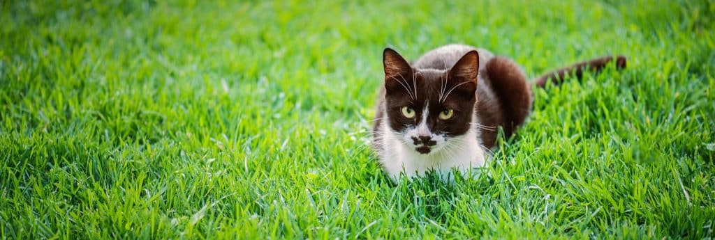 Kitty Cat | Strader's Garden Center
