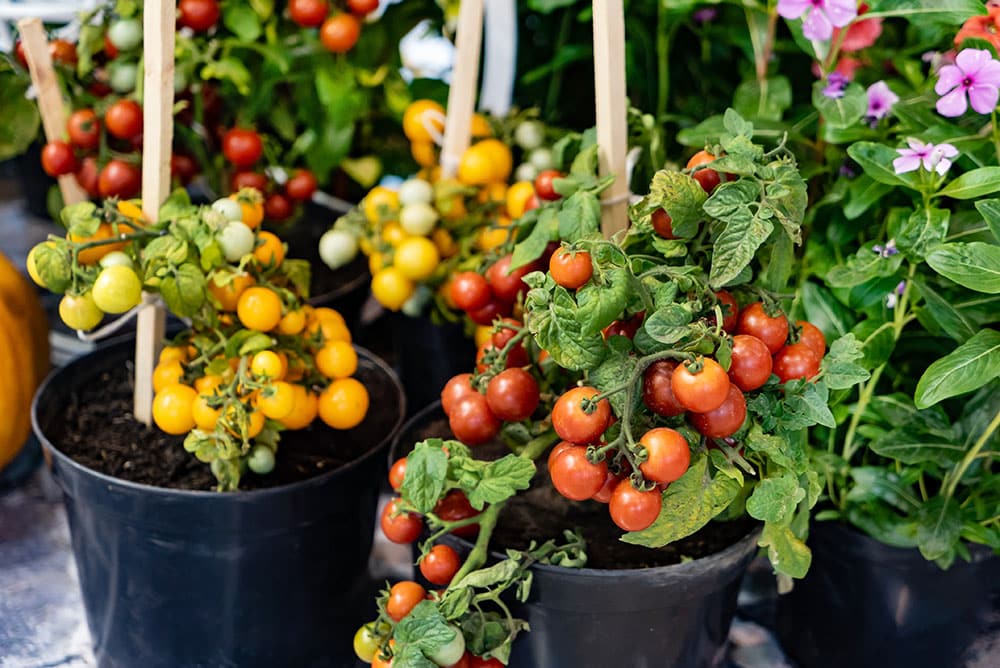 Tomato Container Garden