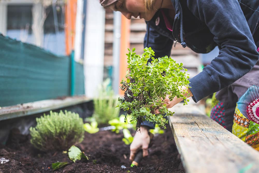 Urban Gardening | Strader's Garden Center