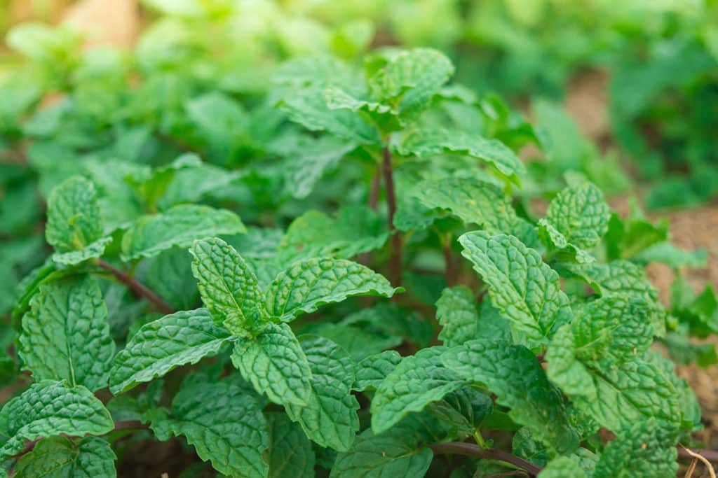 Peppermint | Strader's Garden Center