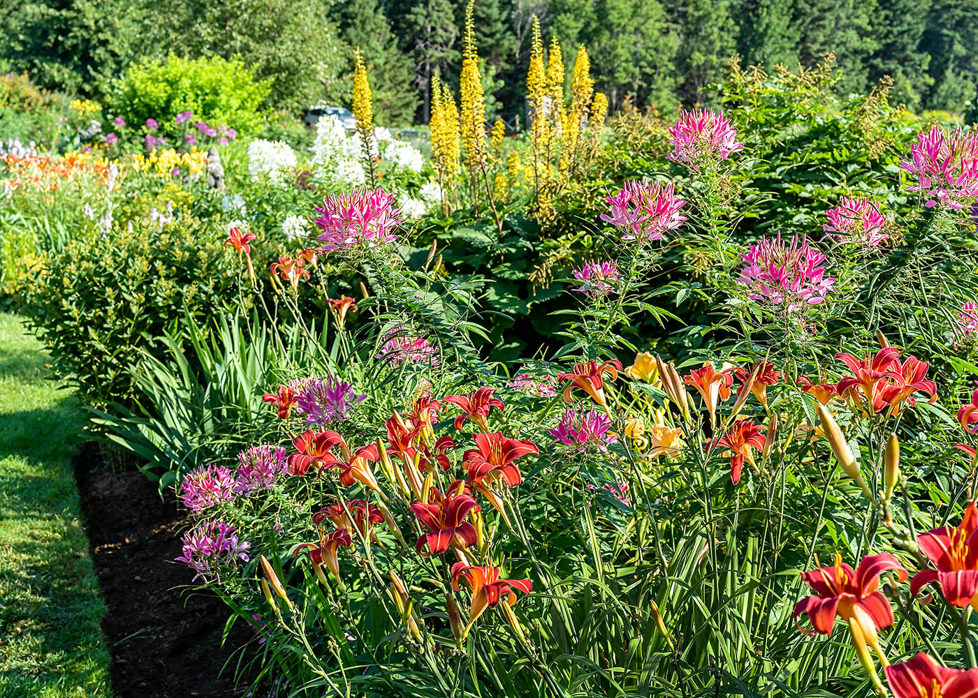 Perennial Daylilies | Strader's Garden Center