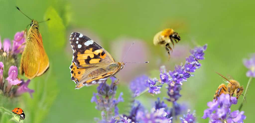 Lavender Flowers | Strader's Garden Center