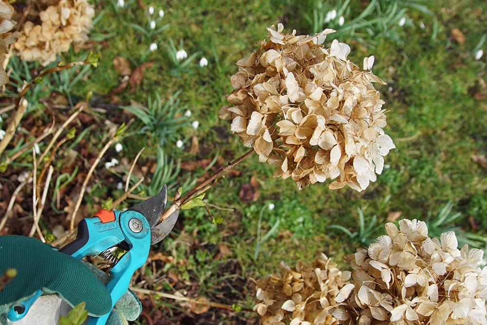 Dried Hydrangea | Strader's Garden Center