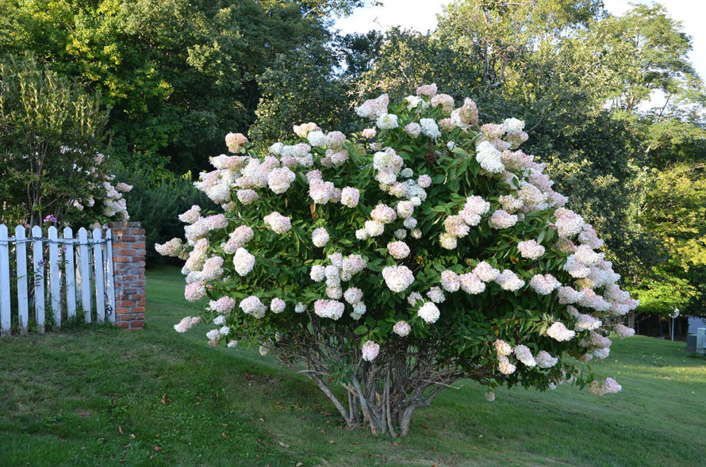 Hydrangea Tree | Strader's Garden Center