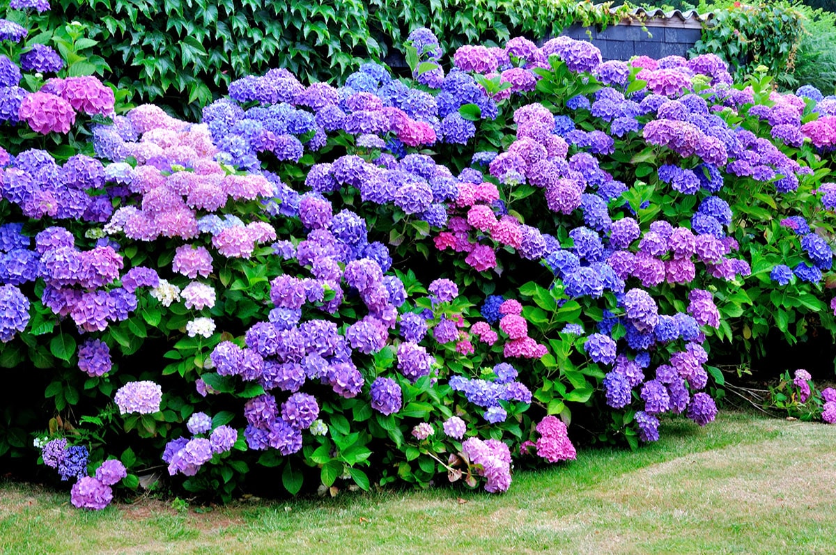 Hydrangea Garden | Strader's Garden Center