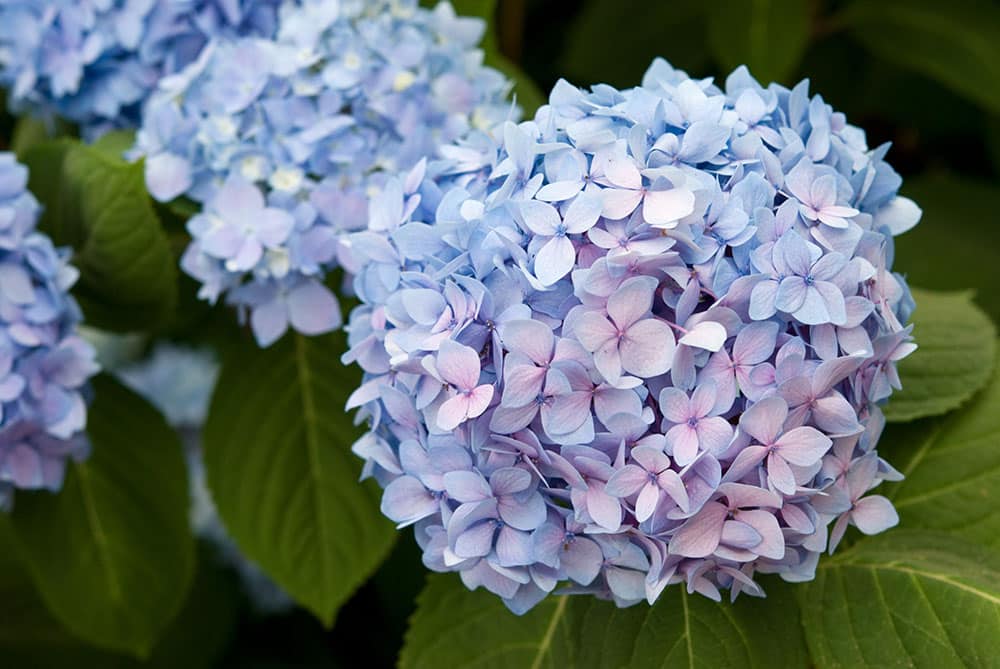 Mophead Hydrangea | Strader's Garden Center