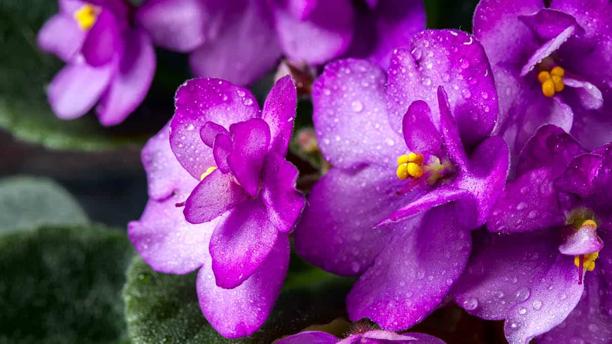 African Violets