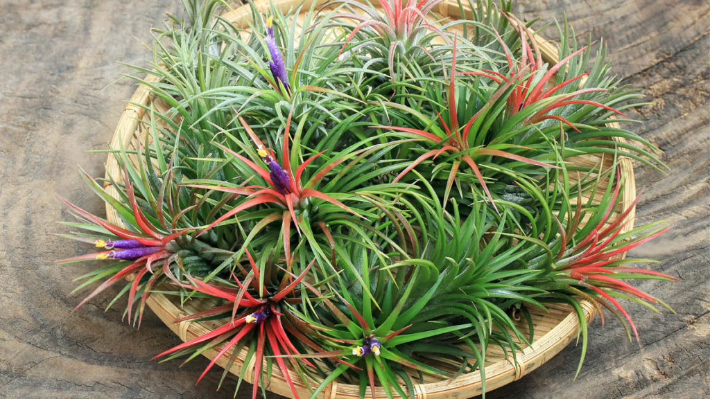 Air Plants