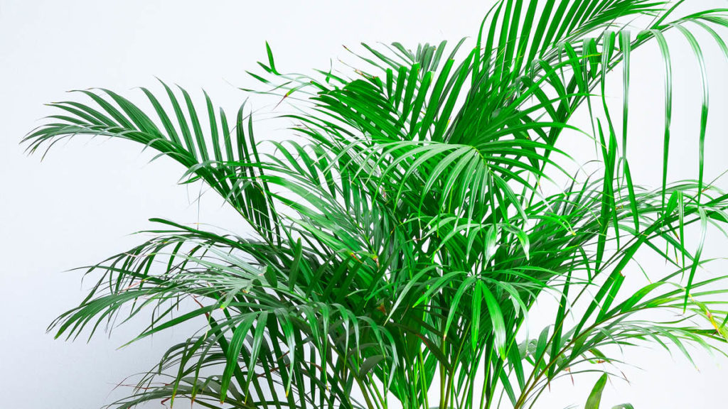 Areca Palm