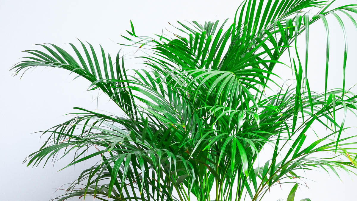 Strader’s Indoor Plants Safe for Cats | Strader's Garden Centers