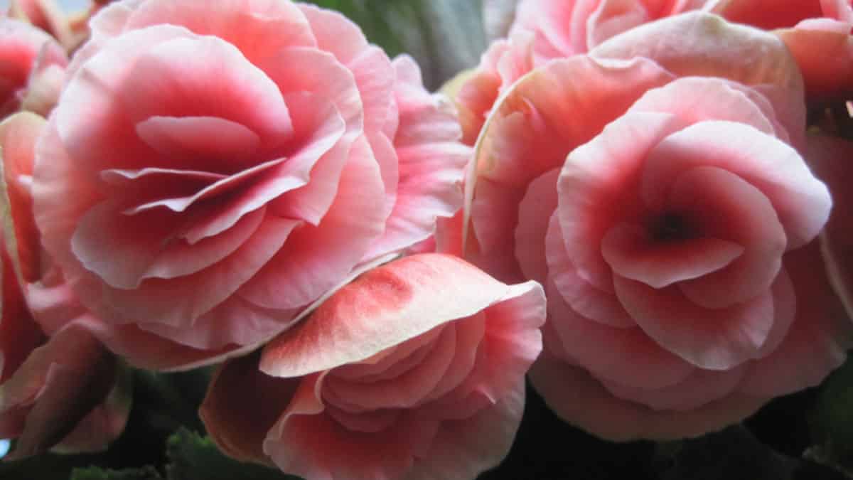 Begonias