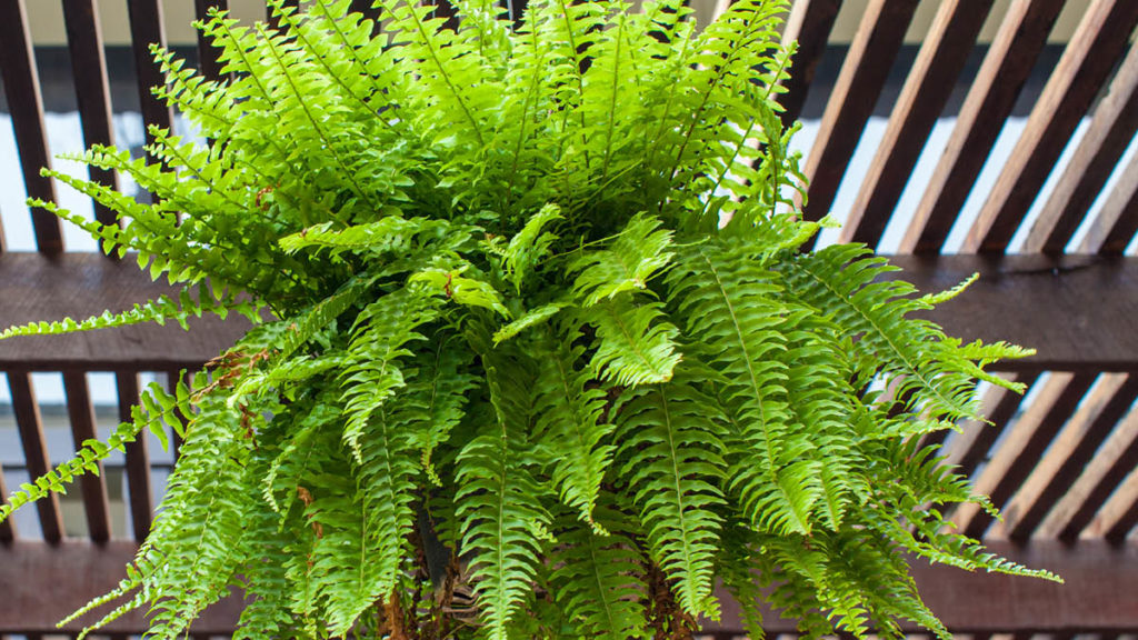 Boston Fern