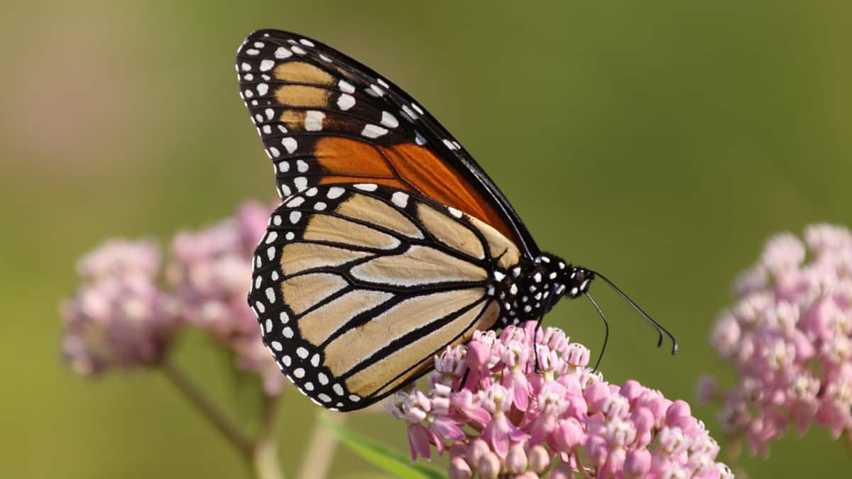 Butterflies