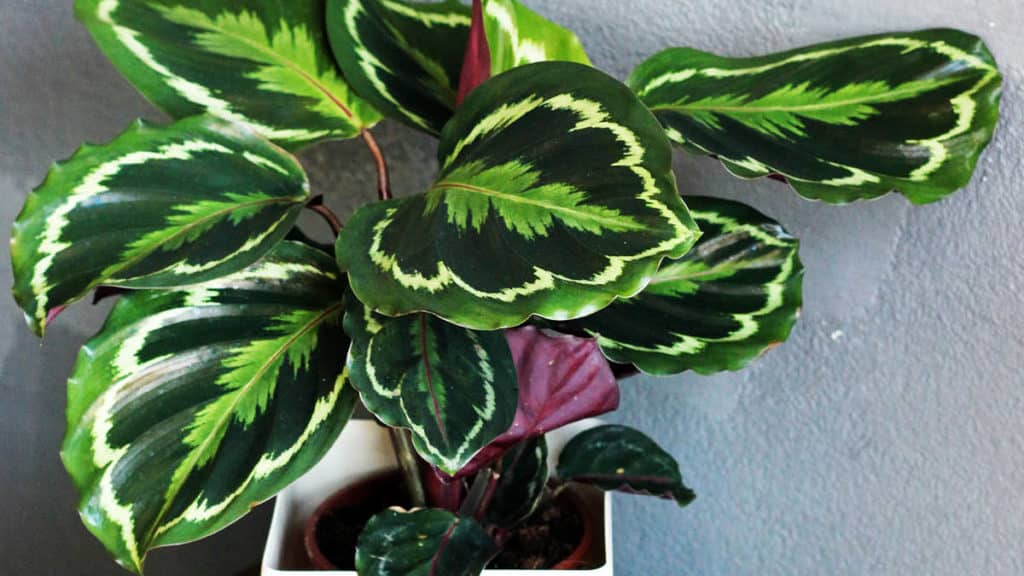 Calatheas