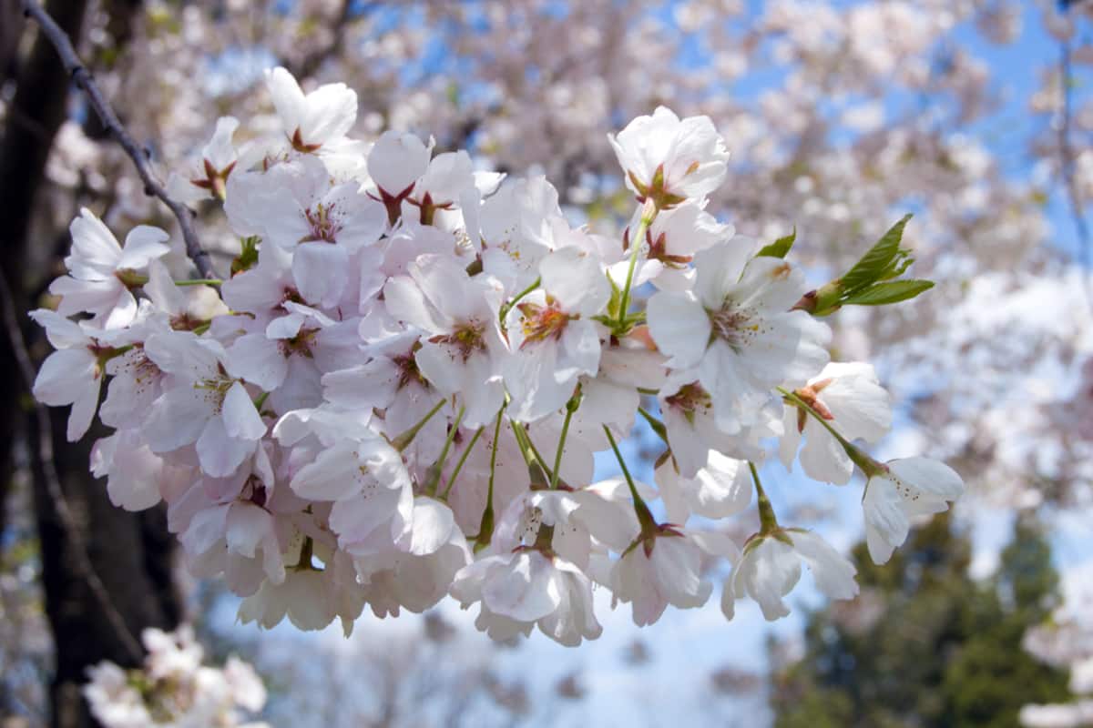 Favorite Trees & Shrubs for Spring Blossoms | Strader’s