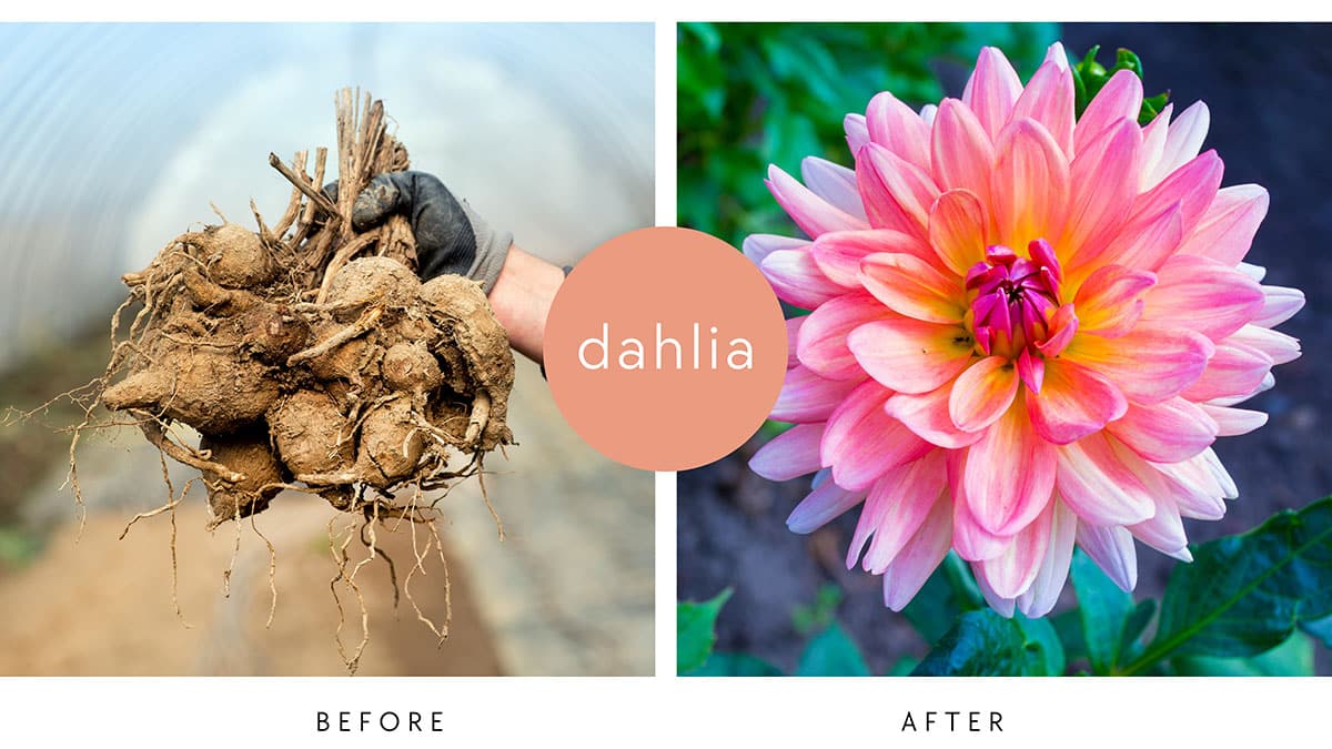 Dahlia Before After