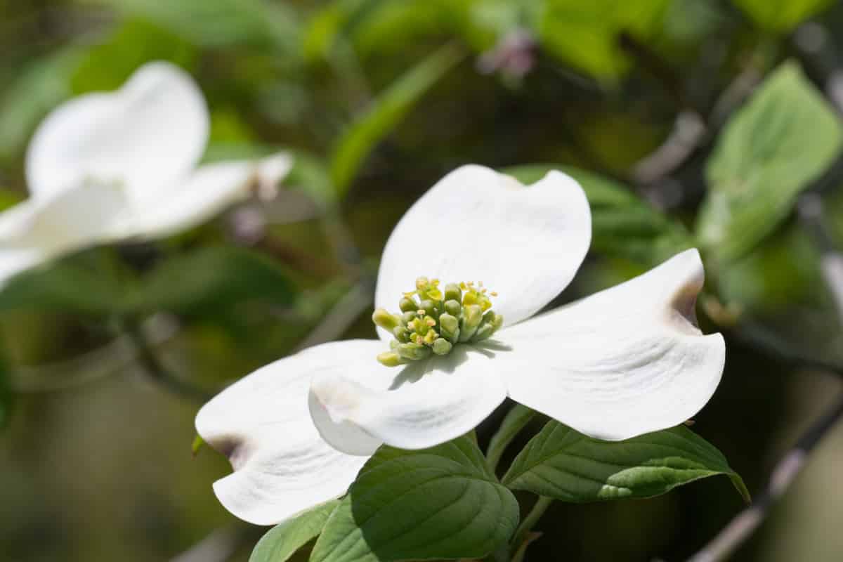 Dogwood