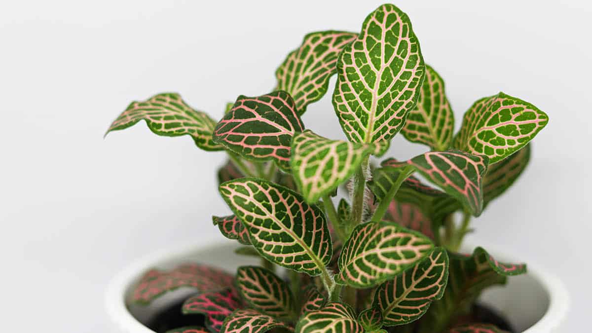 Fittonia