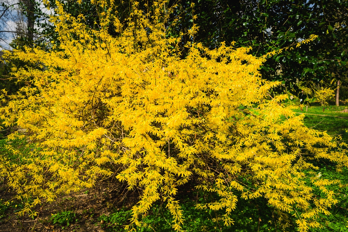 Forsythia