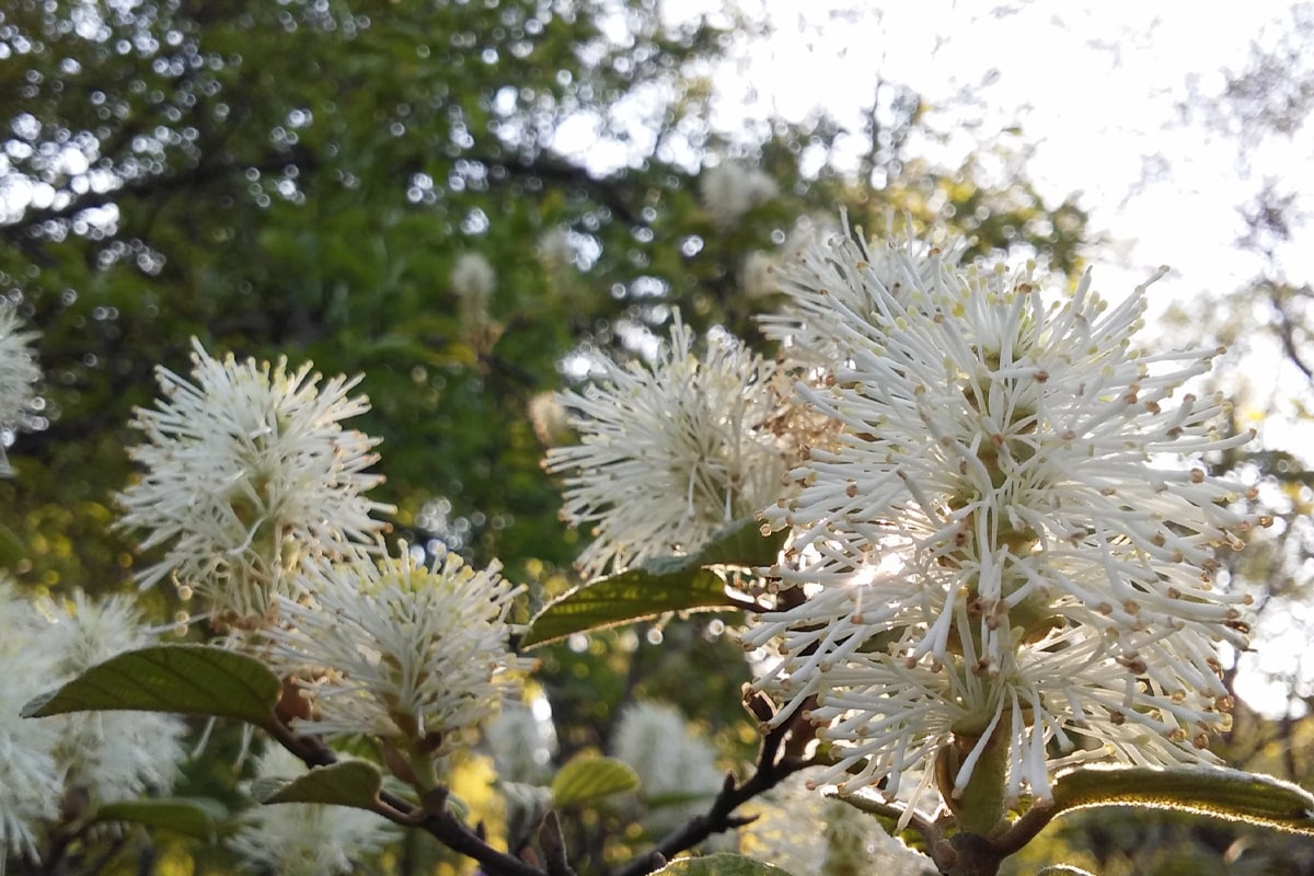 Fothergilla