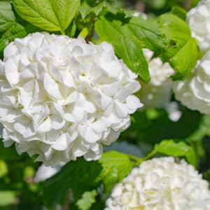 late spring shrub care