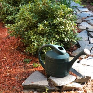 late spring shrub care