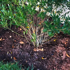 late spring shrub care
