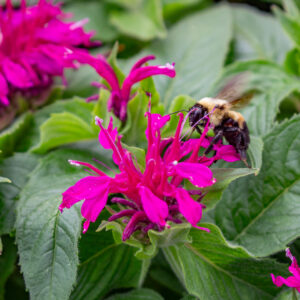 bridging the pollinator gap