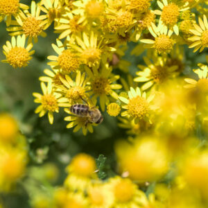bridging the pollinator gap