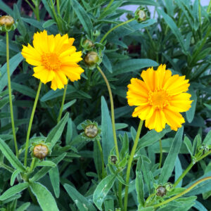 bridging the pollinator gap