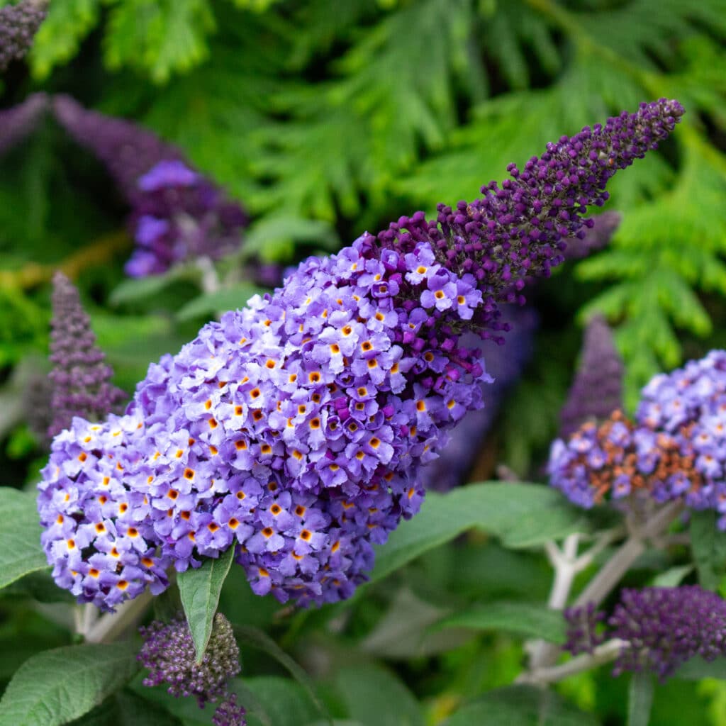 Home | Strader’s Garden Center Columbus, Ohio