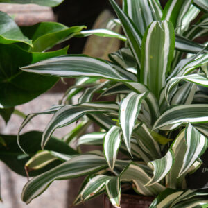 cleaning indoor plant leaves